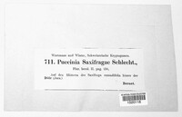 Puccinia saxifragae image